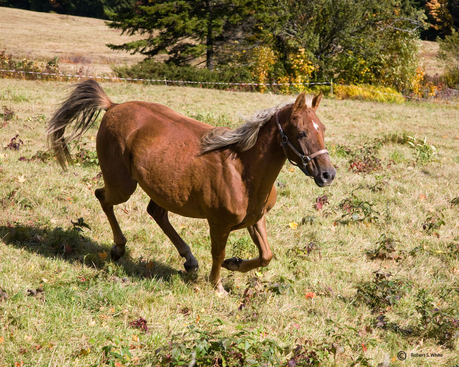 Vermont Horse